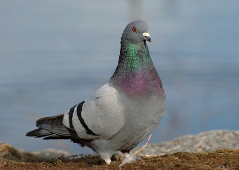 columba_livia02.jpg